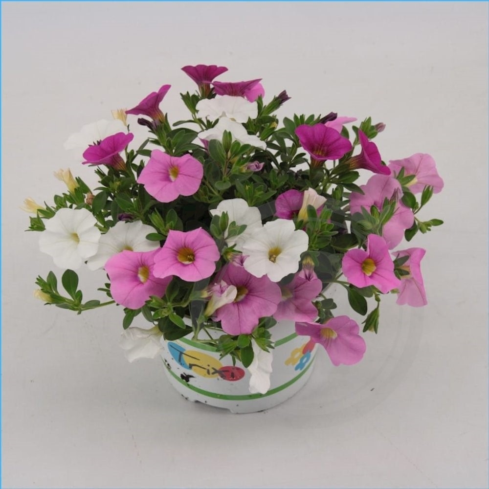 Calibrachoa Pink Paradise .