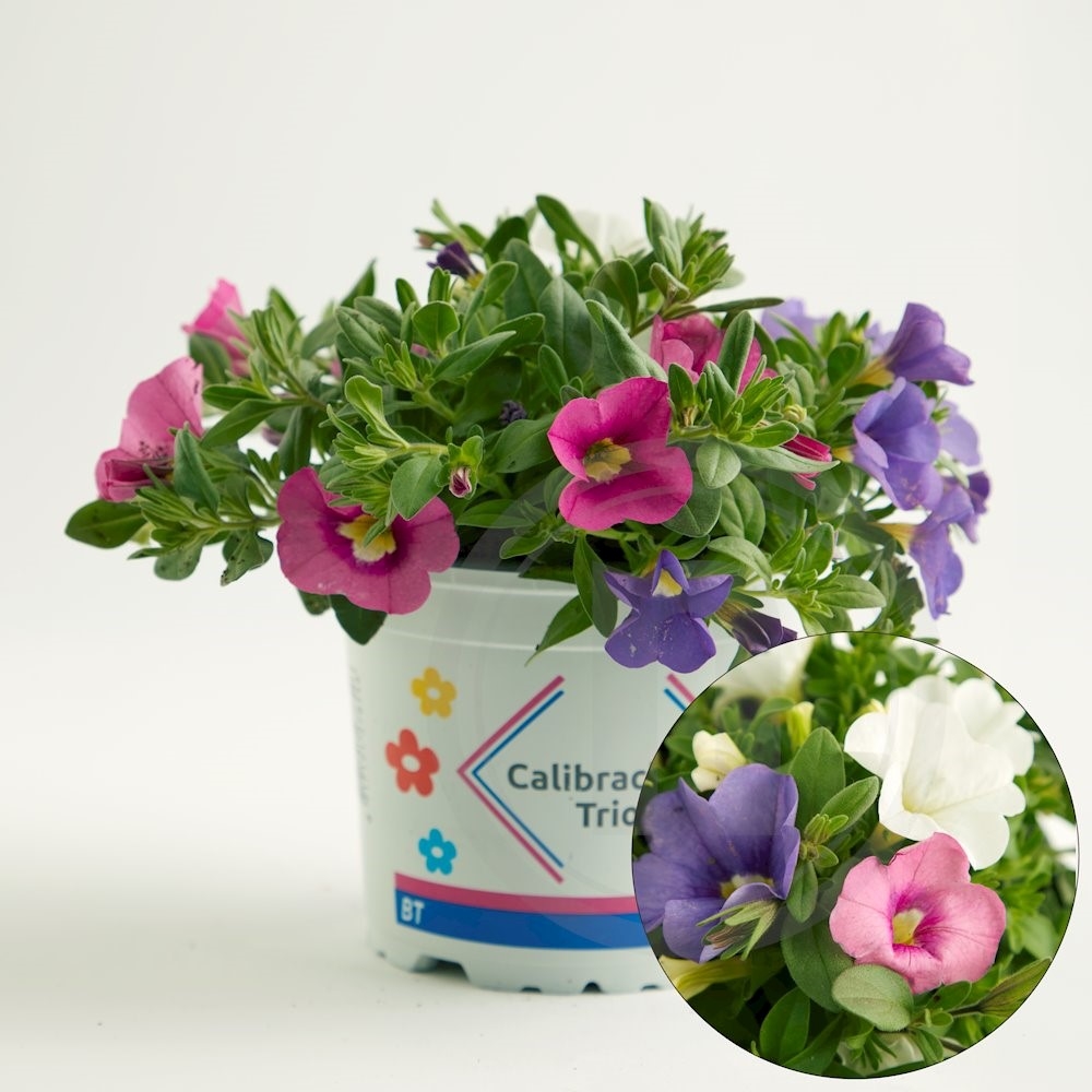 Calibrachoa Triobells