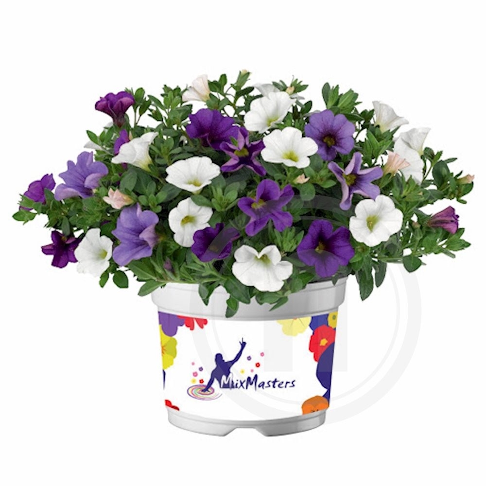 Cabaret Mixmasters Calibrachoa Voltaire