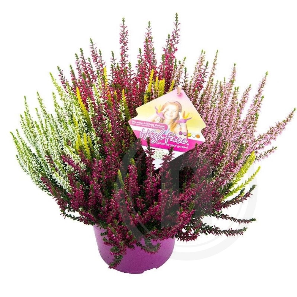 Calluna Lyng High Five .