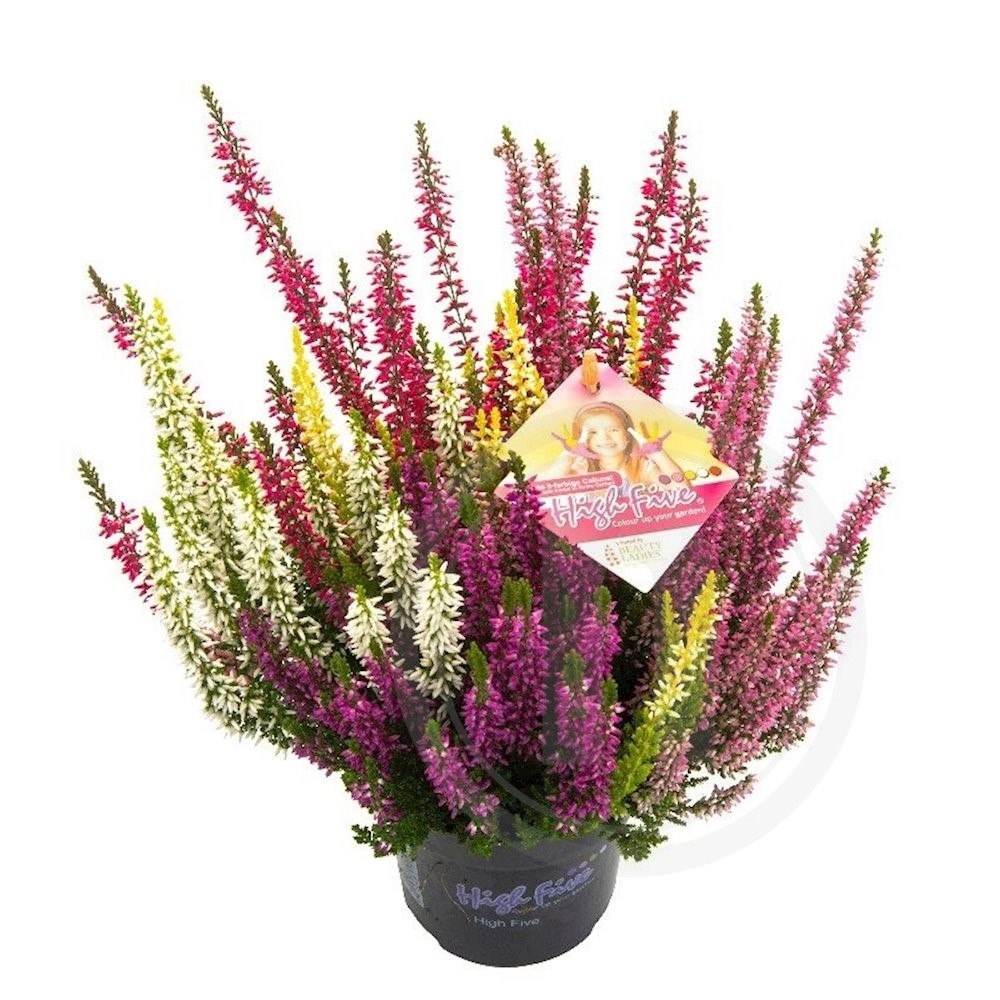 Calluna Lyng High Five