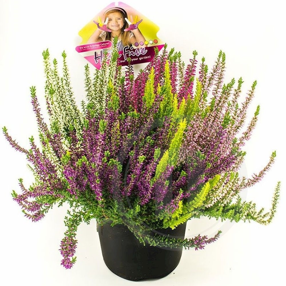 Calluna Lyng High Five