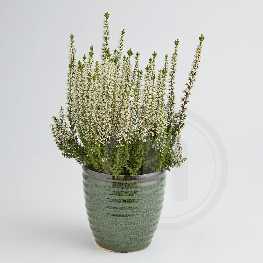 Calluna lyng hvid