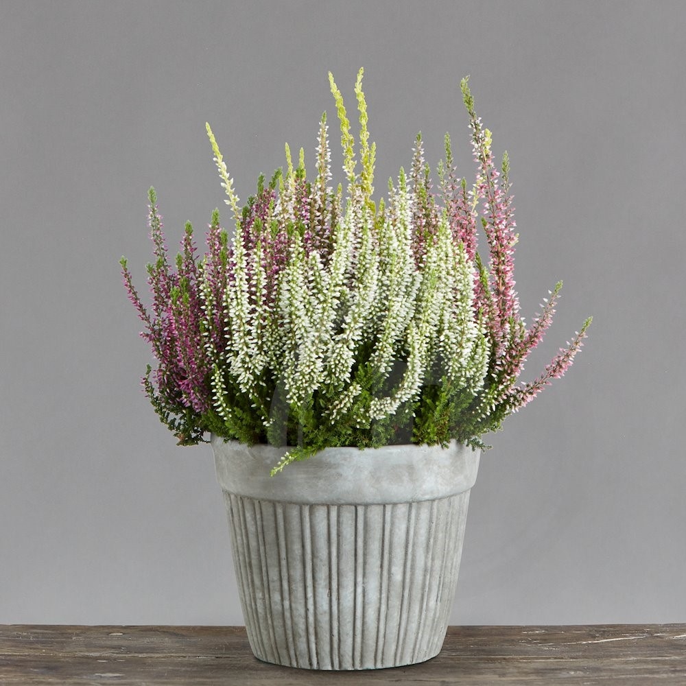 Calluna Lyng Trio Ø10,5 cm