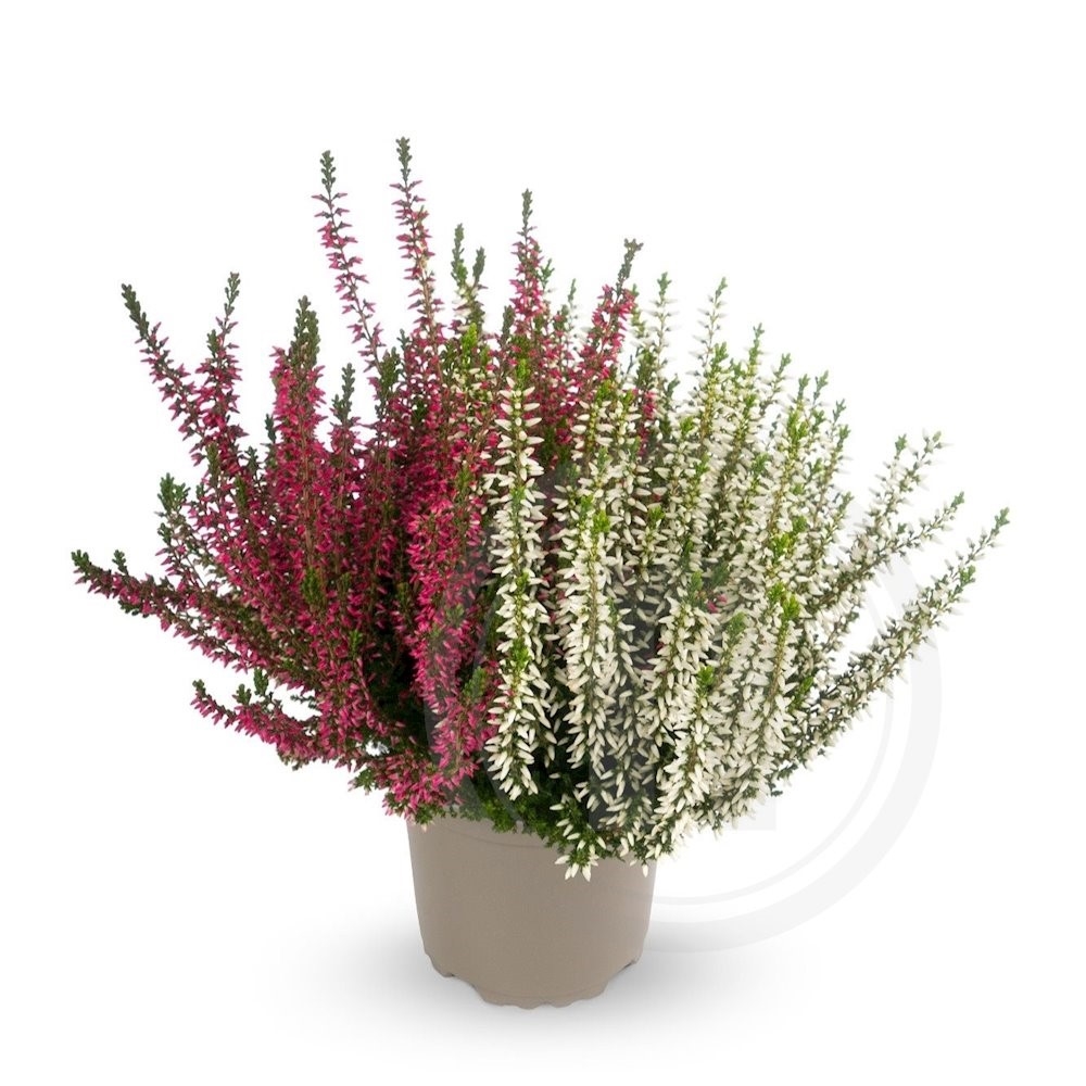 Calluna Lyng Twin Girls 10,5 cm