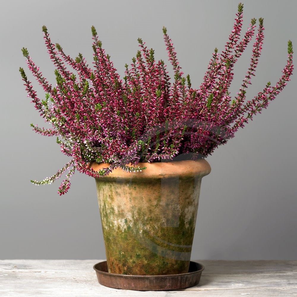 Calluna lyng