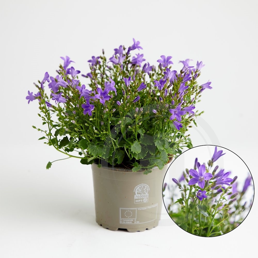 Campanula Blue Ocean Blomsterpotte 11 cm