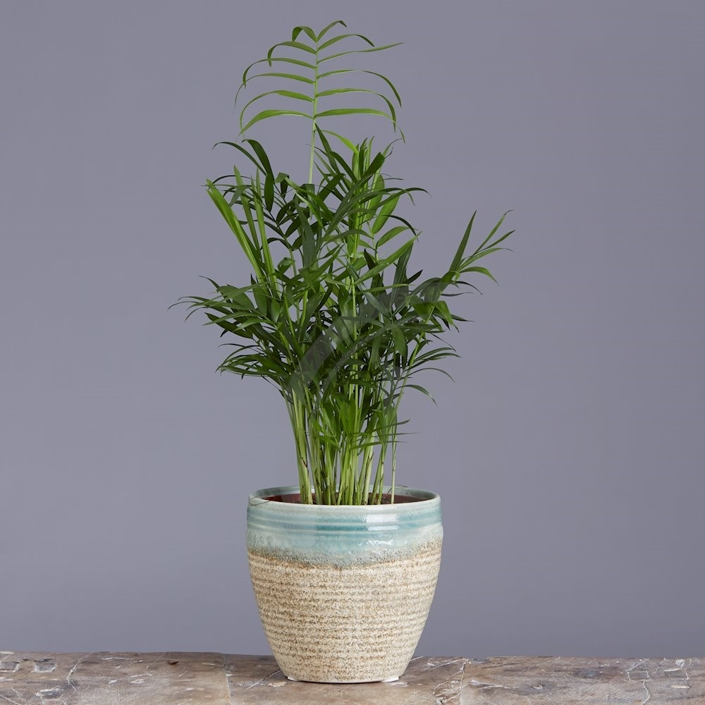 Chamaedorea Bjergpalme .