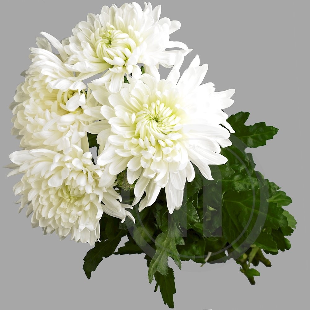 Chrysanthemum deko bdt. hvid