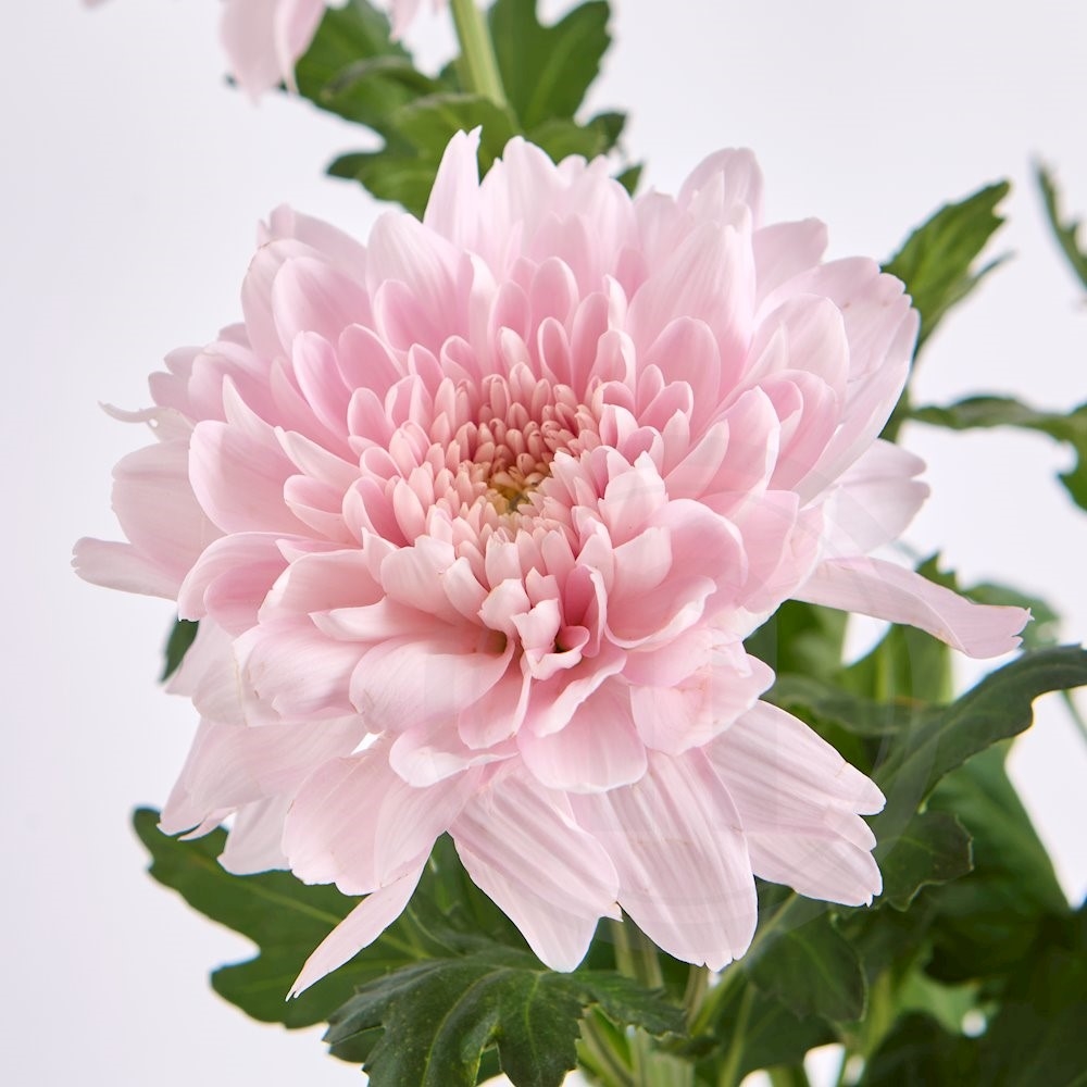 Chrysanthemum deko bdt.lyserød