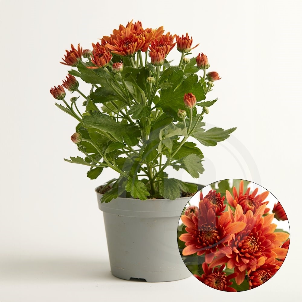 Chrysanthemum "Flame Orange"