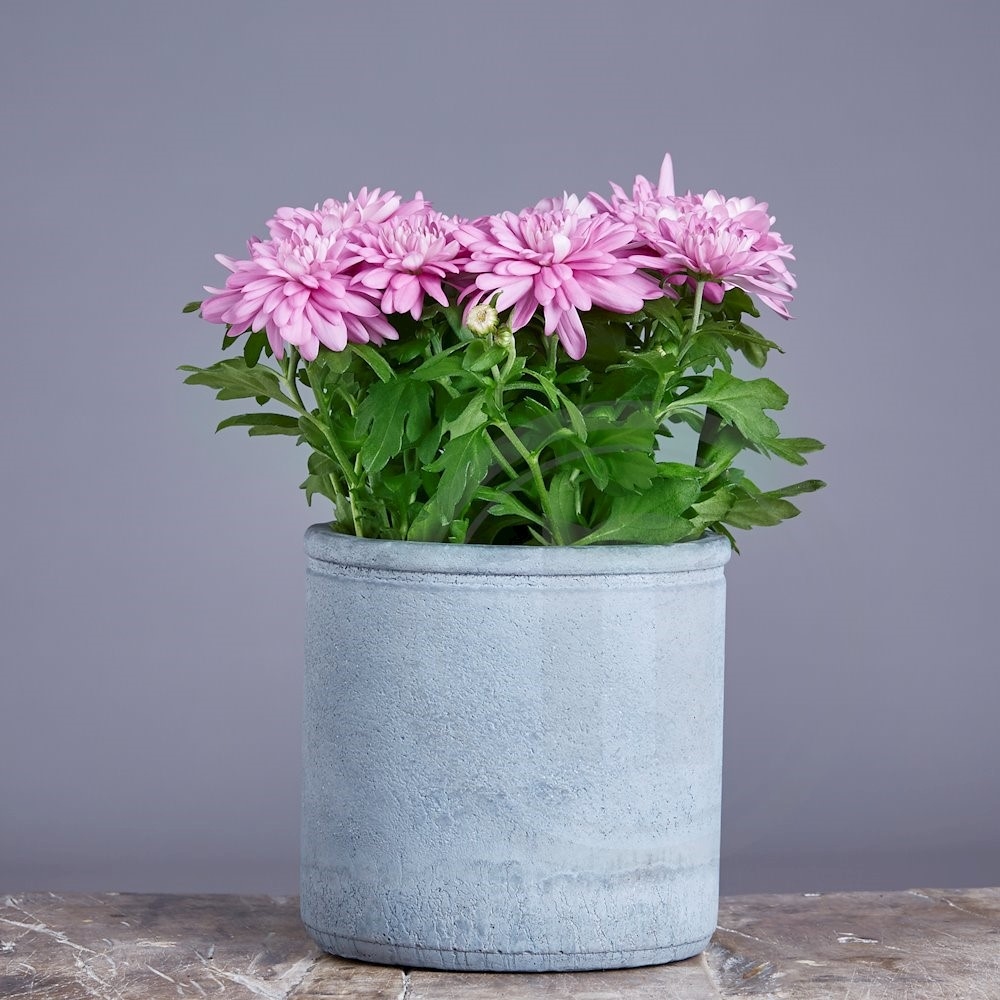 Chrysanthemum Light Pink