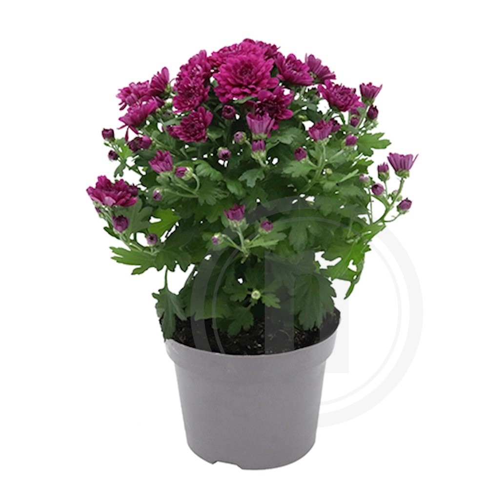 Chrysanthemum Lucky Purple .