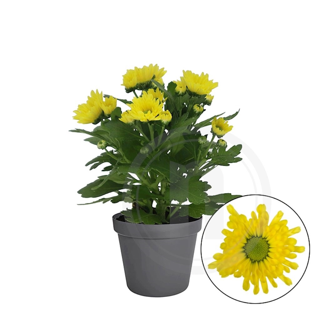 Chrysanthemum mini gul