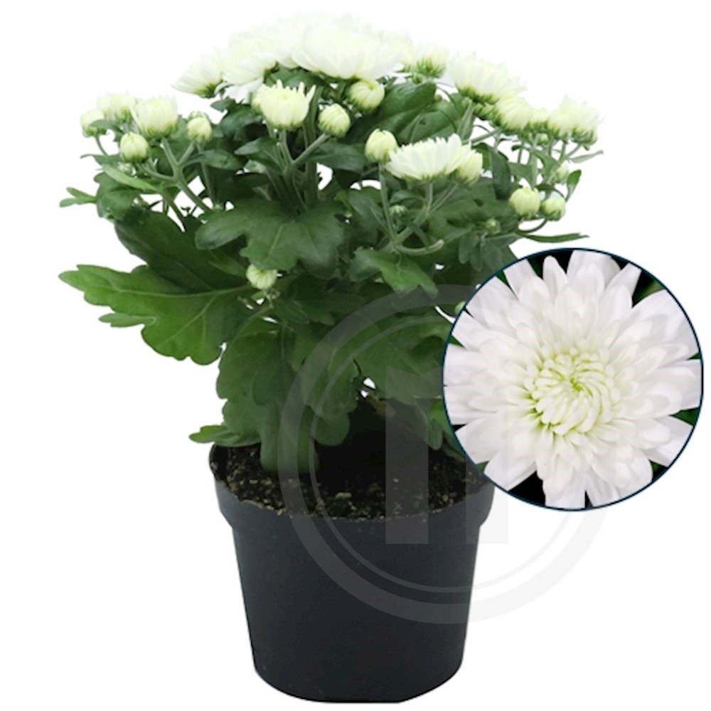 Chrysanthemum White