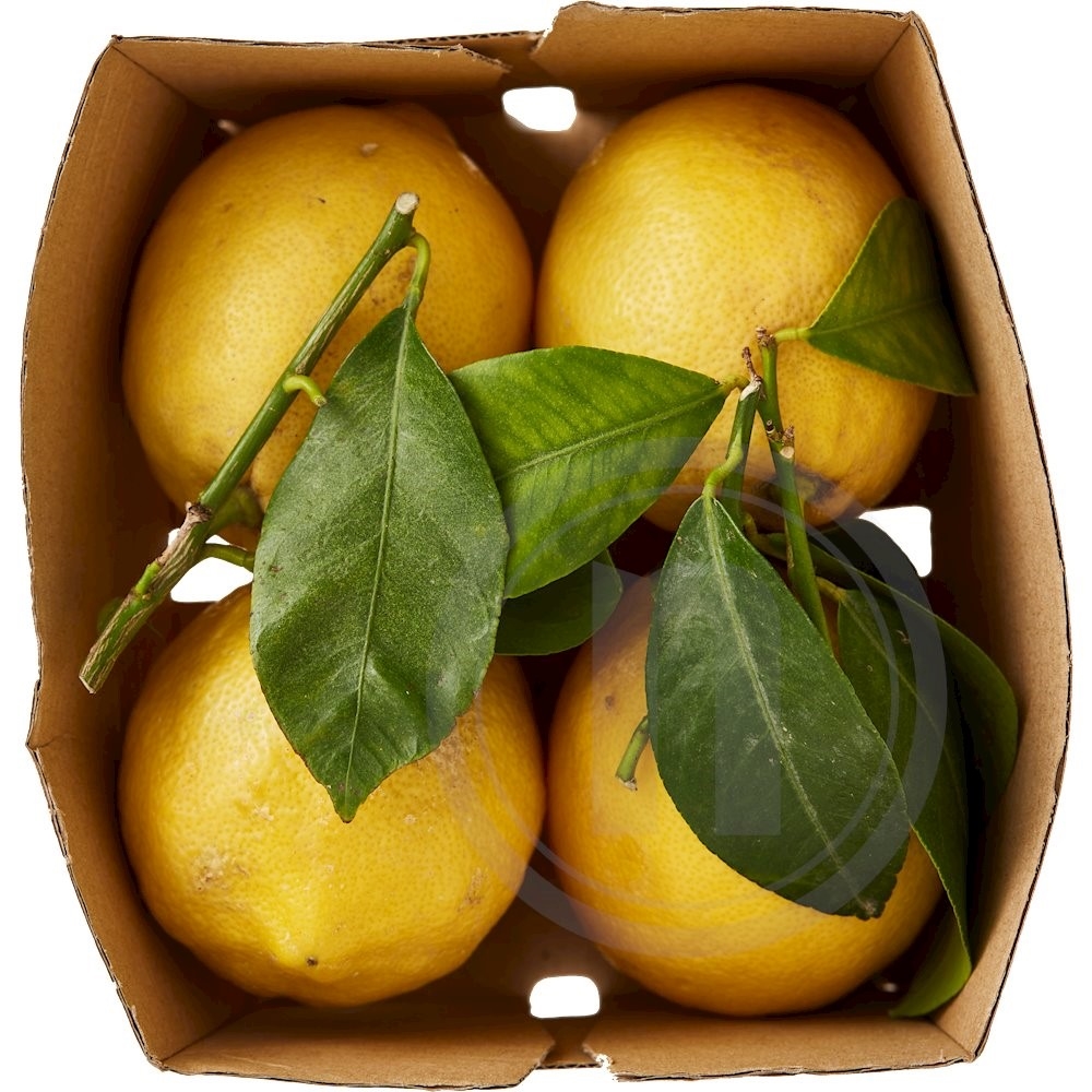 Citroner med blade øko.