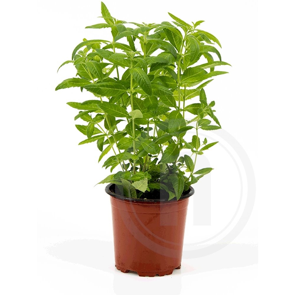 Citronverbena Økologisk