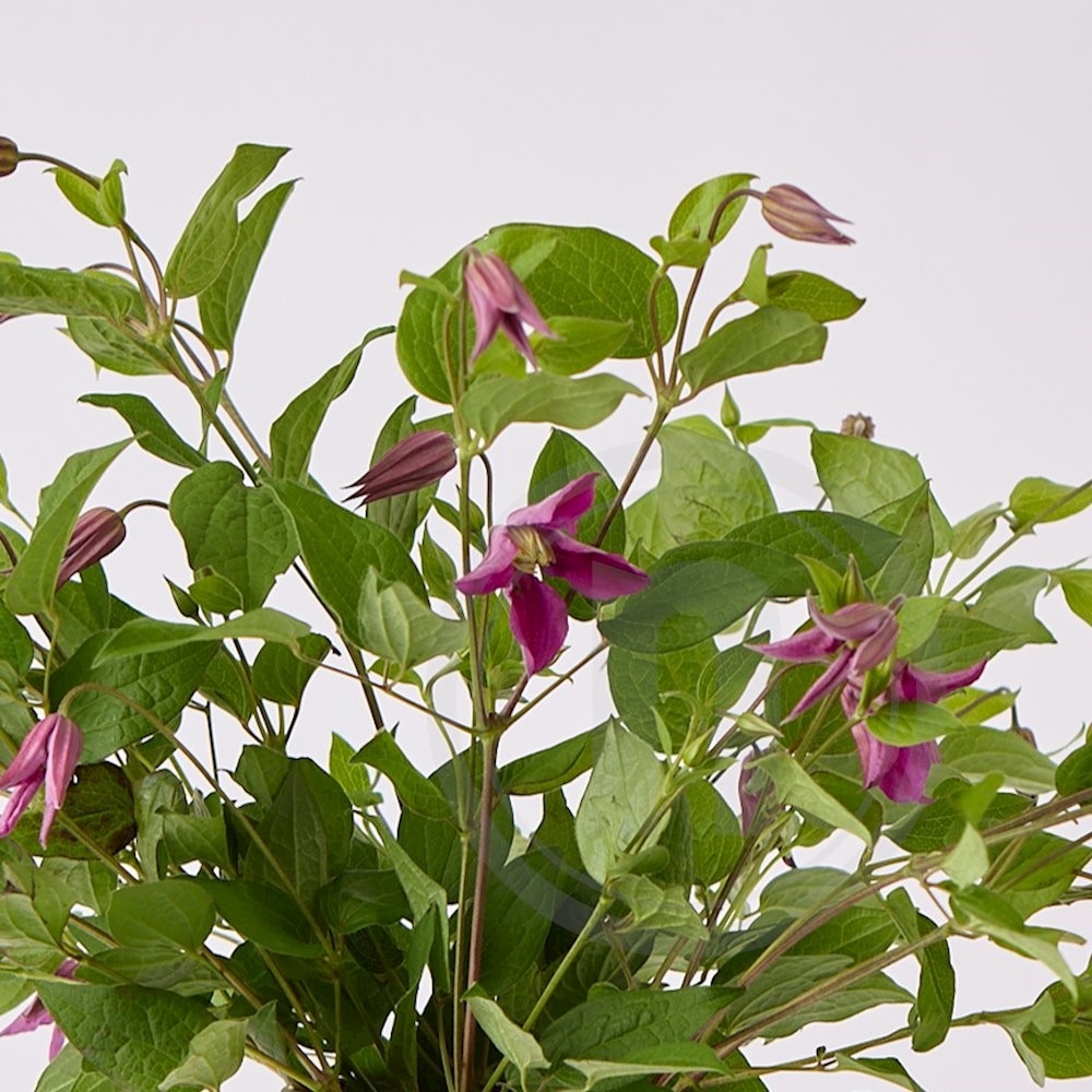 Clematis bdt. lilla 10 stilke