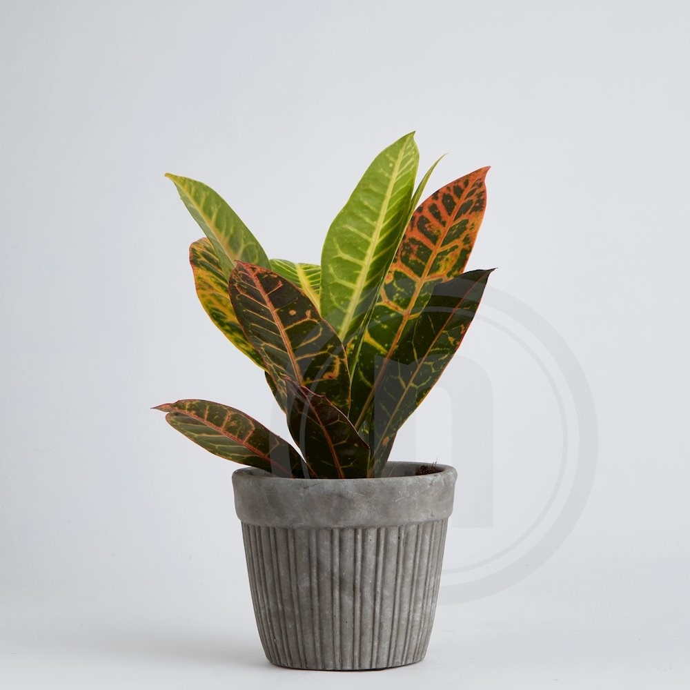 Codiaeum Petra Kroton 12 cm .