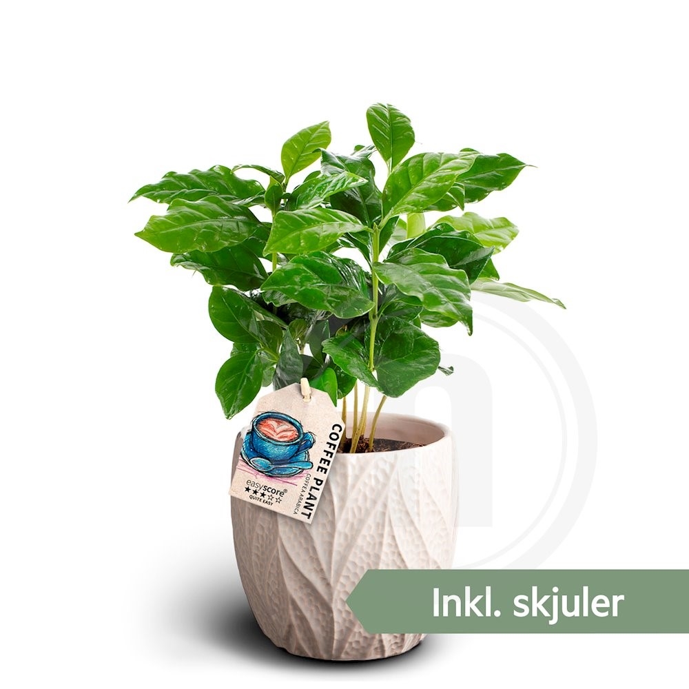 Coffea i Leaf Sand Potte