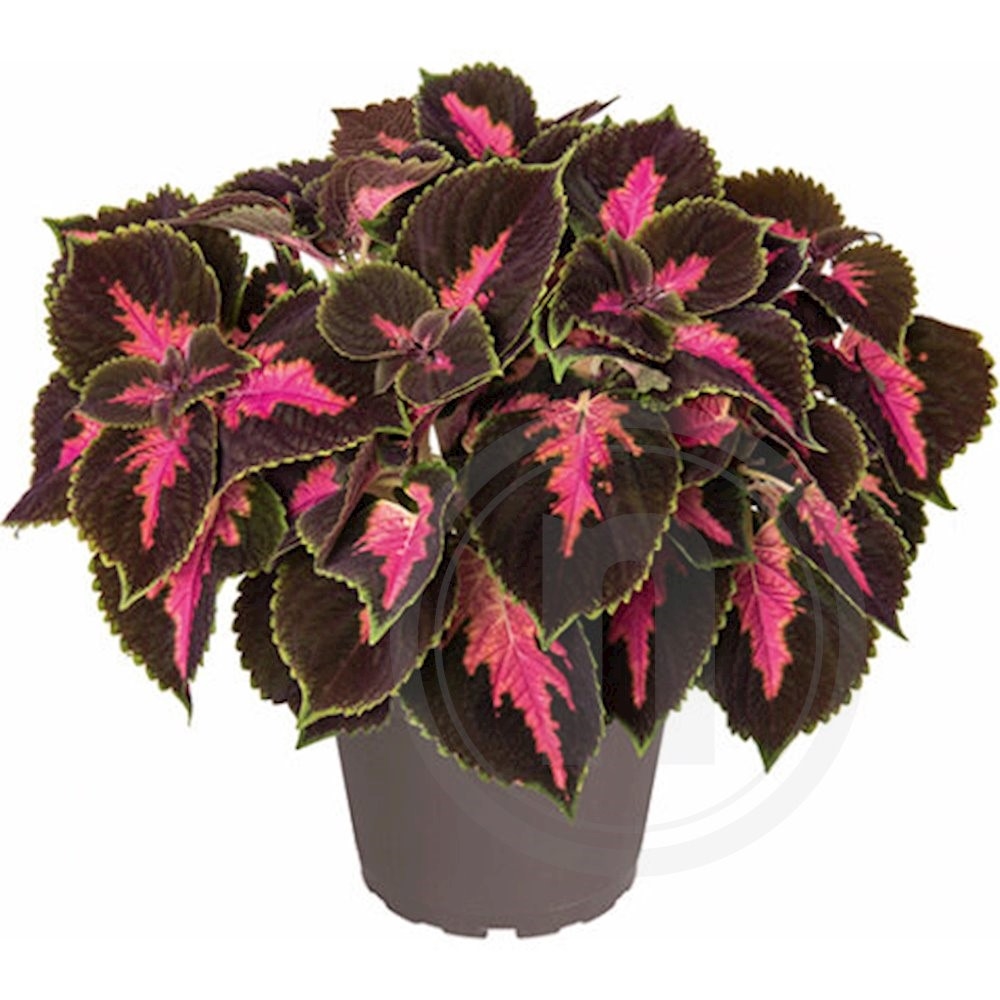 Coleus Fifth Avenue Paletblad Ø 12 cm