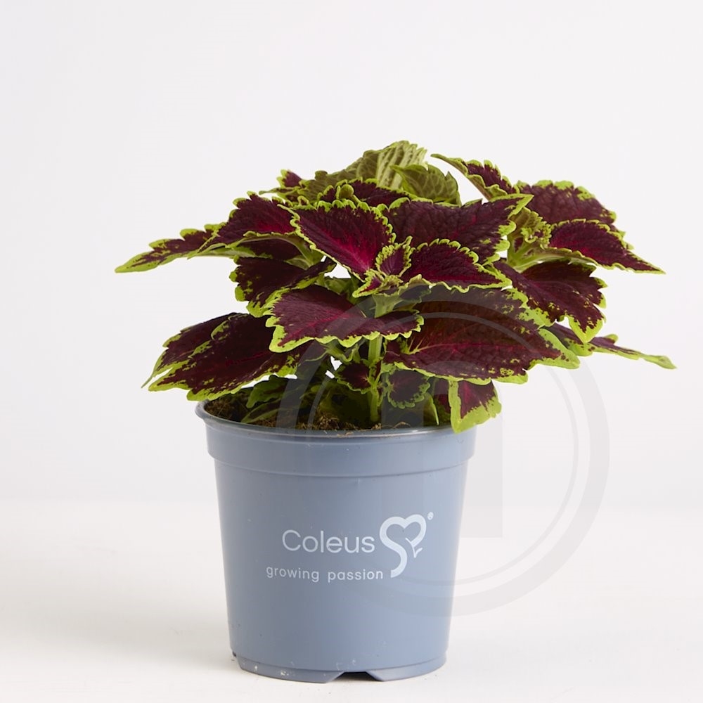 Coleus 'Hollywood Boulevard'
