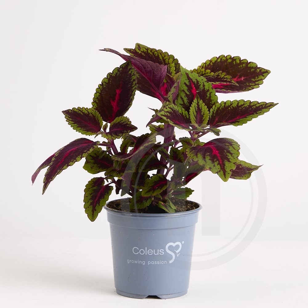 Paletblad Coleus Ruby Road Ø 12 cm
