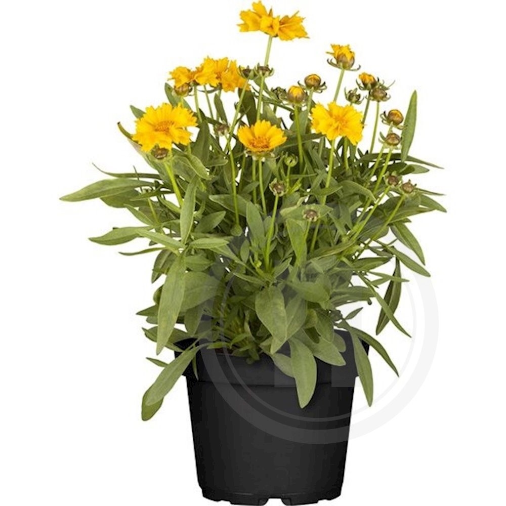 Coreopsis grandiflora "Presto"