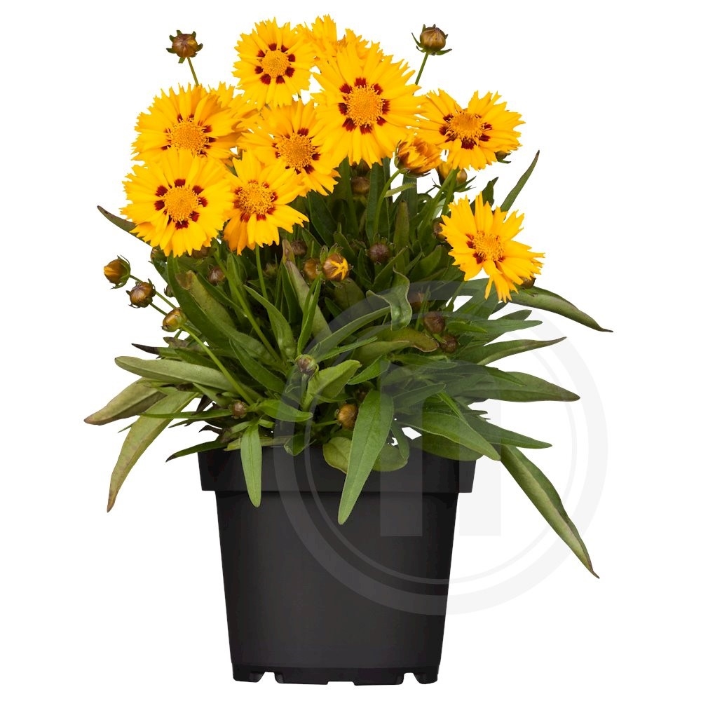 Coreopsis grandiflora Skønhedsøje