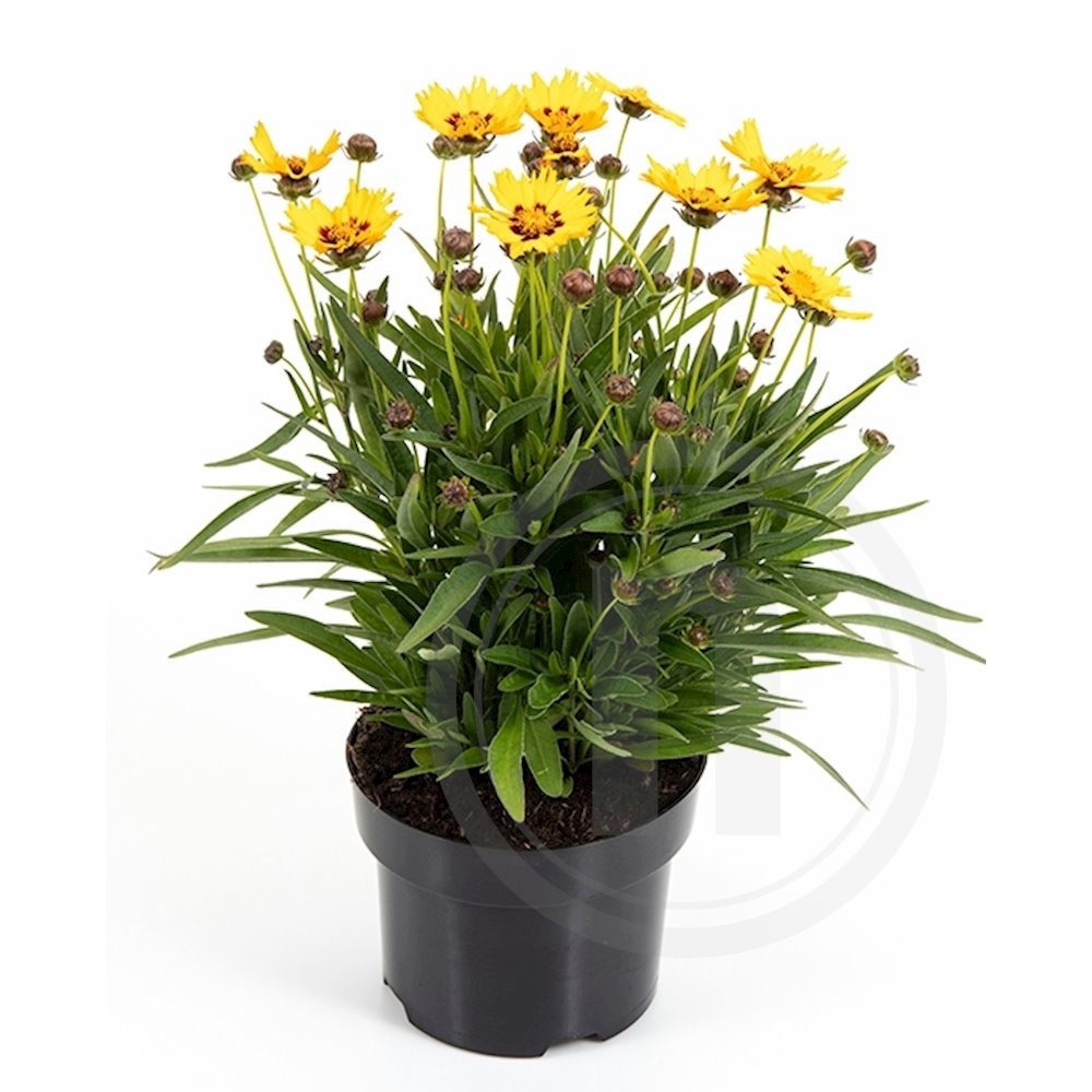 Coreopsis grandiflora
