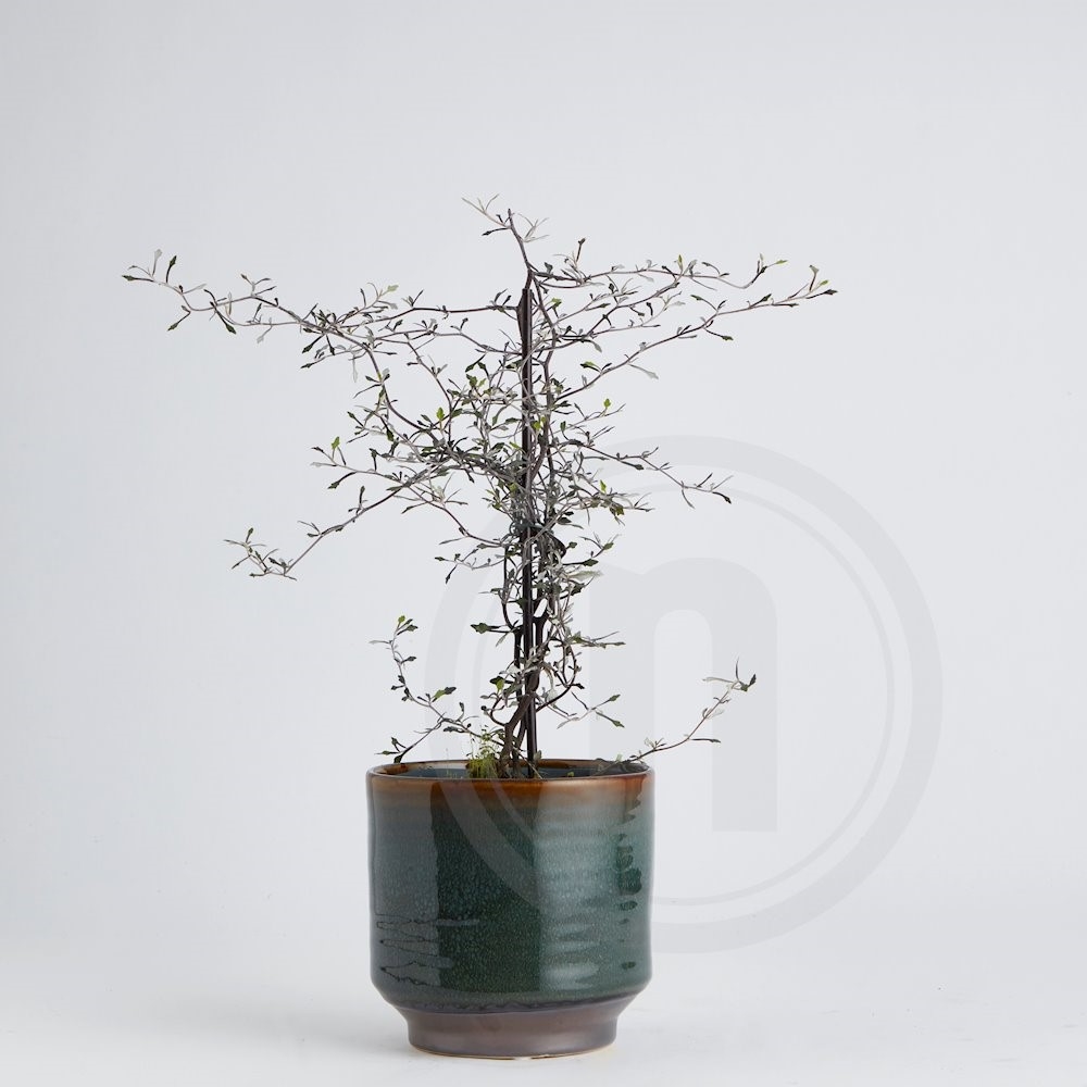 Corokia Spøgelsestræ