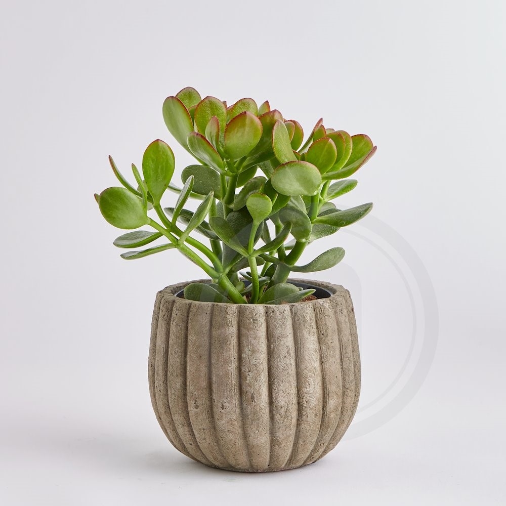 Crassula ovata Sunset