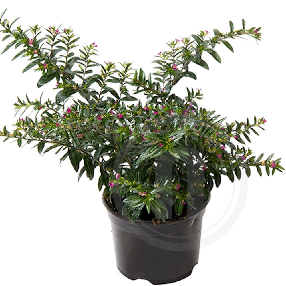 Cuphea Lilla Potteblomst 10,5 cm