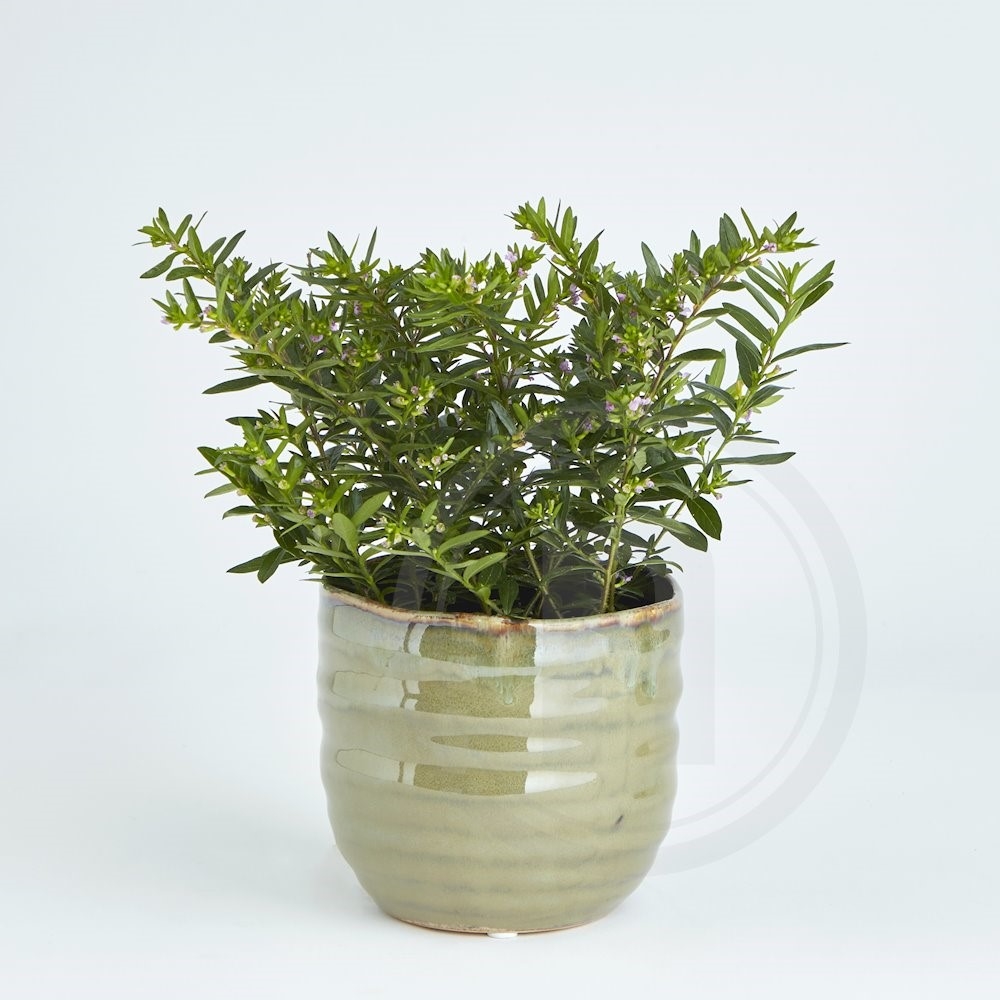 Cuphea Rosa Potteblomst 10,5 cm