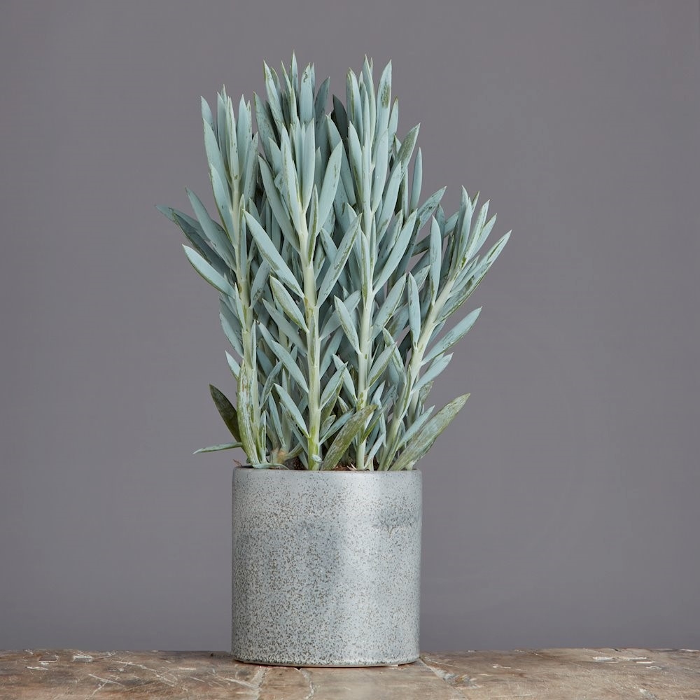 Curio Aquarine-Mount Everest Ø15 cm