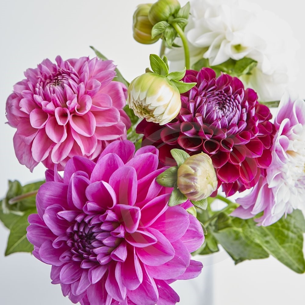 Dahlia Blomsterbundt Mix 5 Stilke