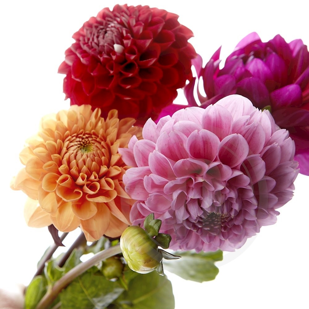 Dahlia bdt. mix