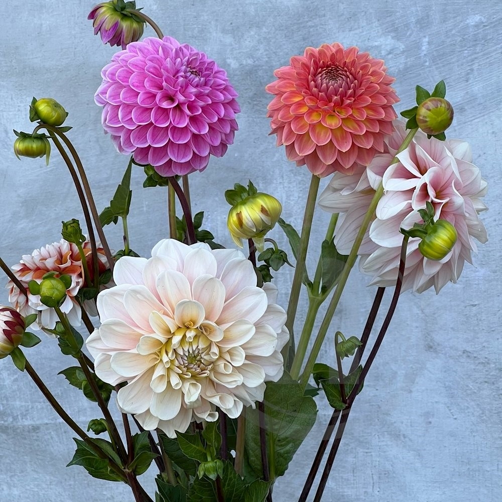 Brede Havekiosk Dahlia mix økologisk 1 bdt