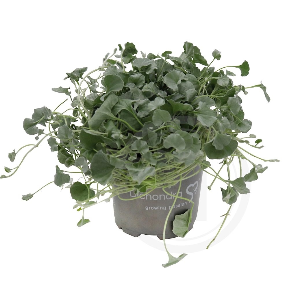 Dichondra Silverfalls 10,5 cm