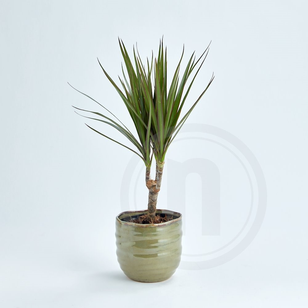 Dracaena marginata .