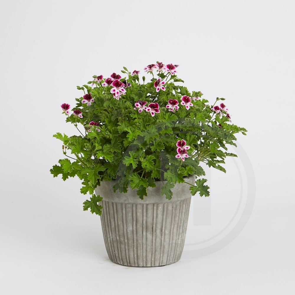 Duft Pelargonie Gå væk Myg Moskitoway Eva