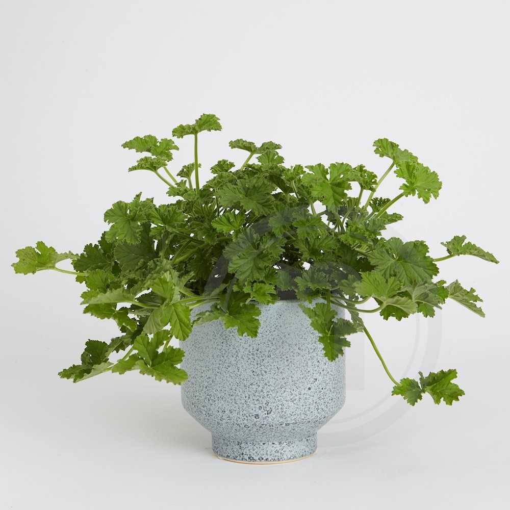 Duft Pelargonie Gå væk Myg Dr.Westerlund 1 stk