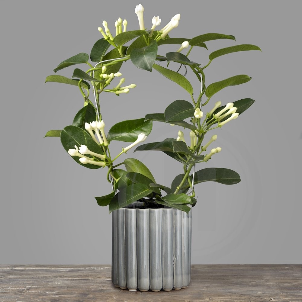 Duftranke Stephanotis 1 stk
