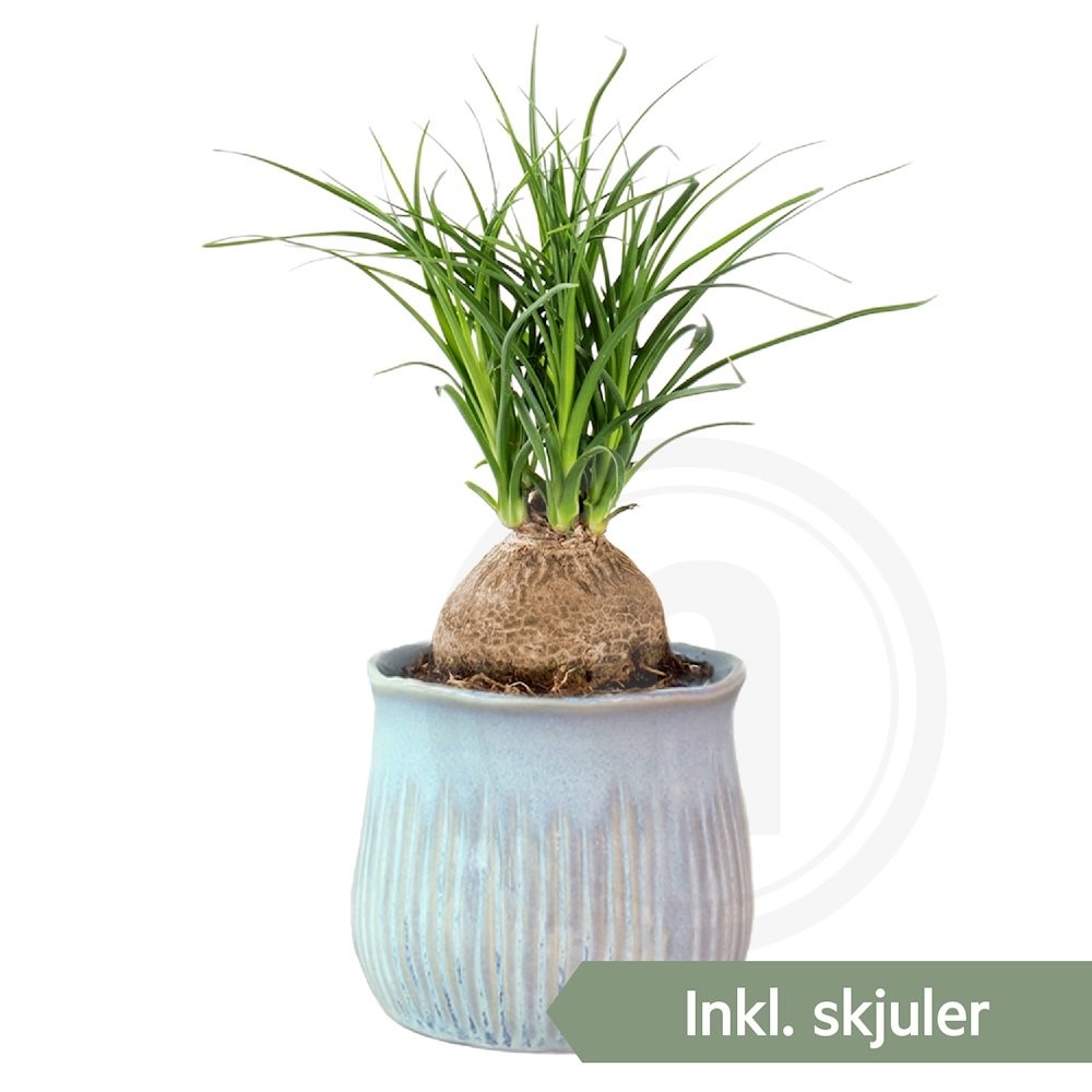 Elefantfod i Glazed Blue Miniplante Ø7 cm