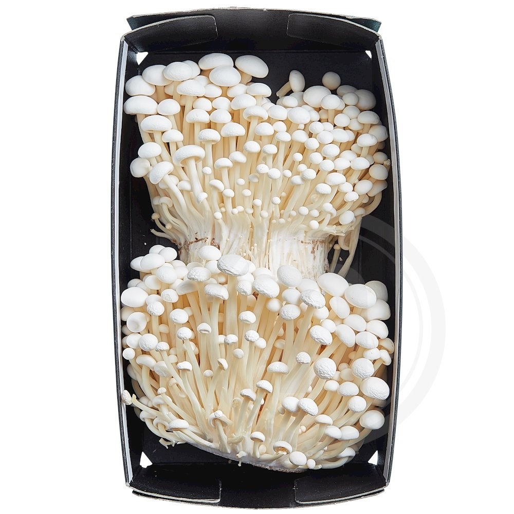 Enoki øko.