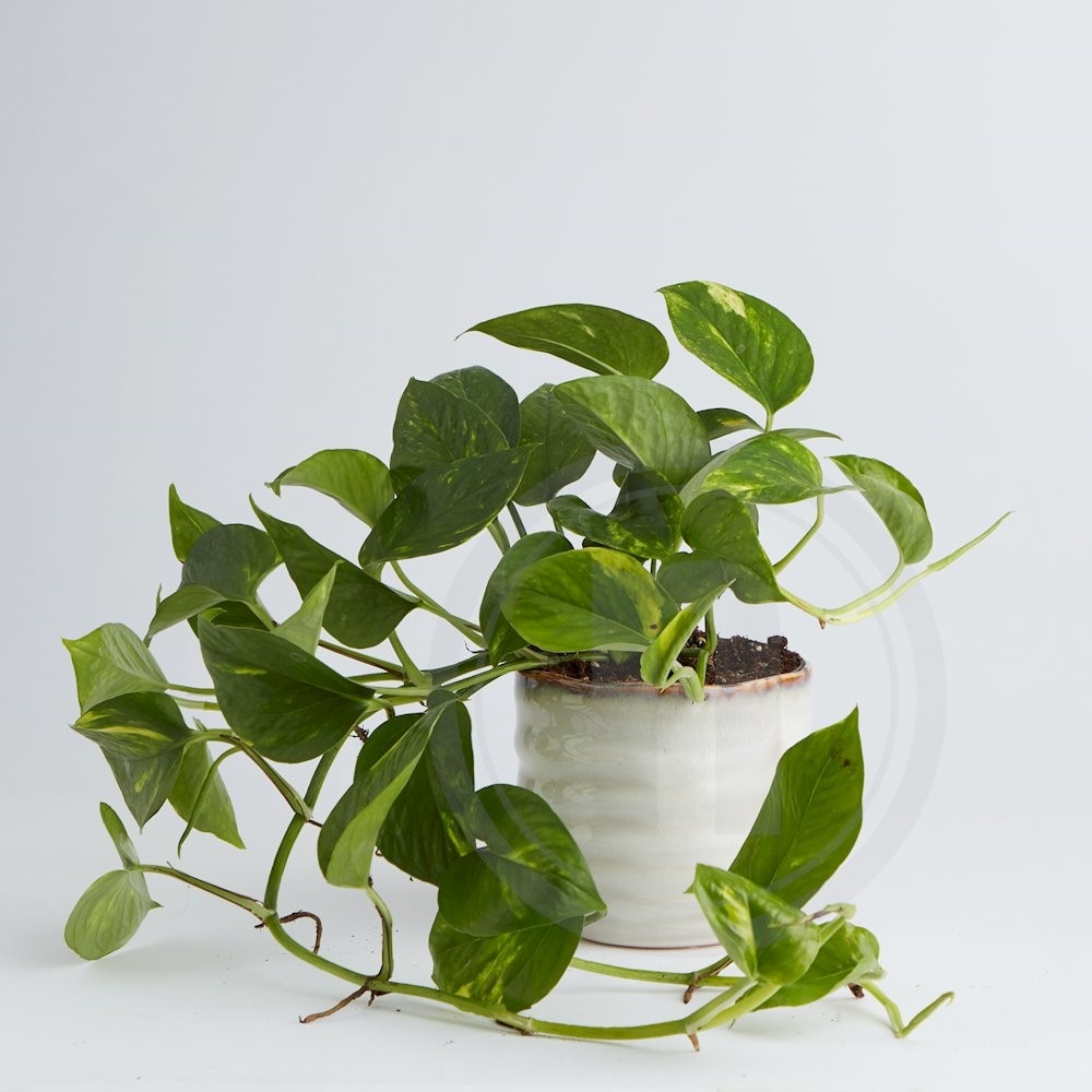 Epipremnum Aureum Guldranke Ø12 cm .