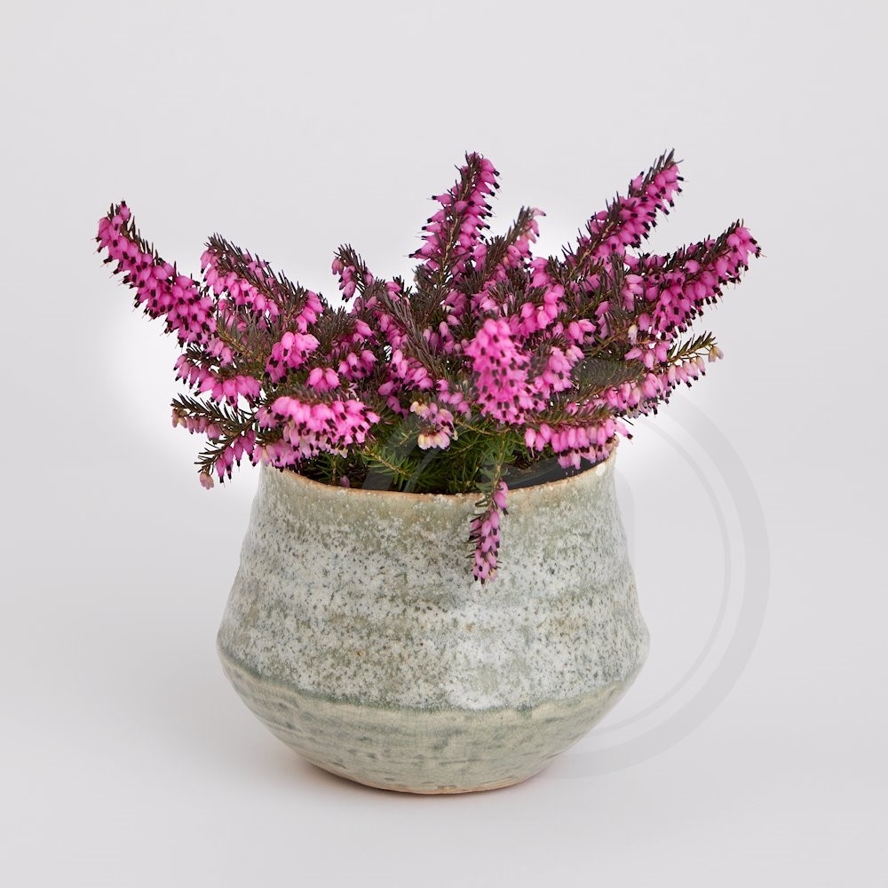 Erica Darleyensis Forårslyng