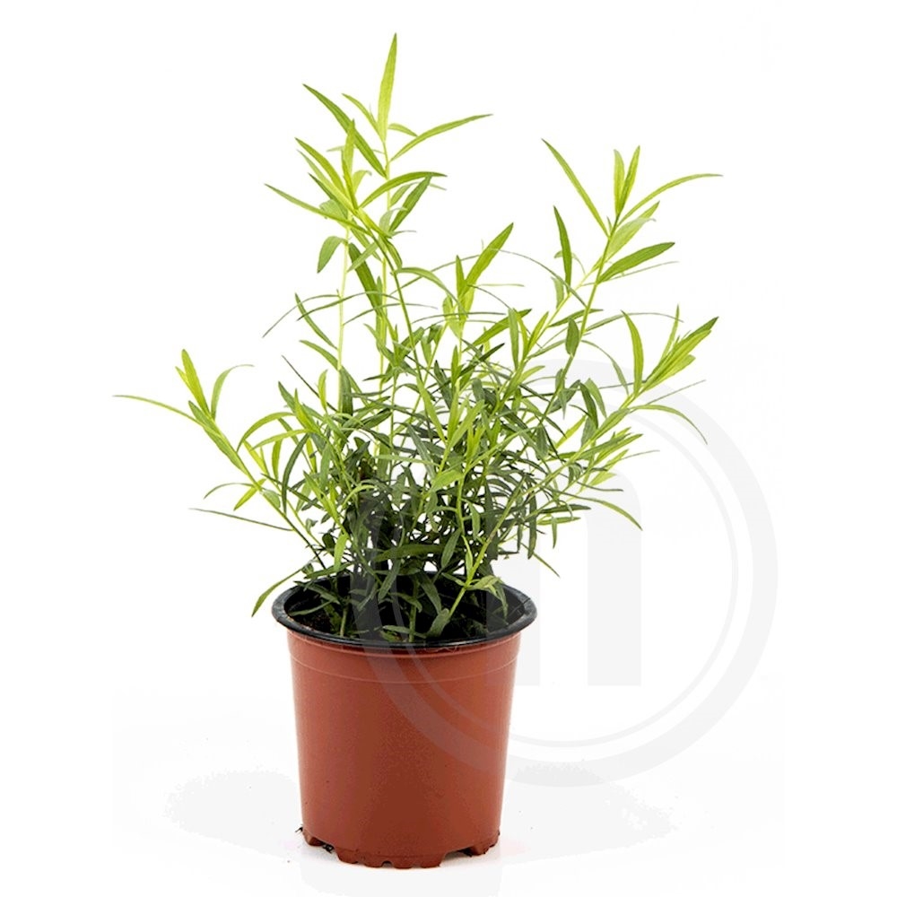 Estragon Dansk Økologisk