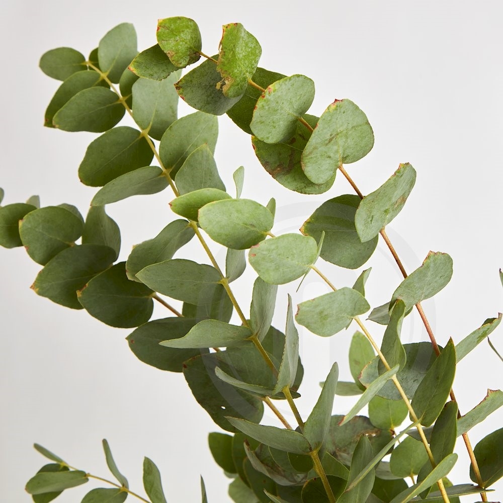 Eucalyptus cinerea Silver Dollar 1 bdt