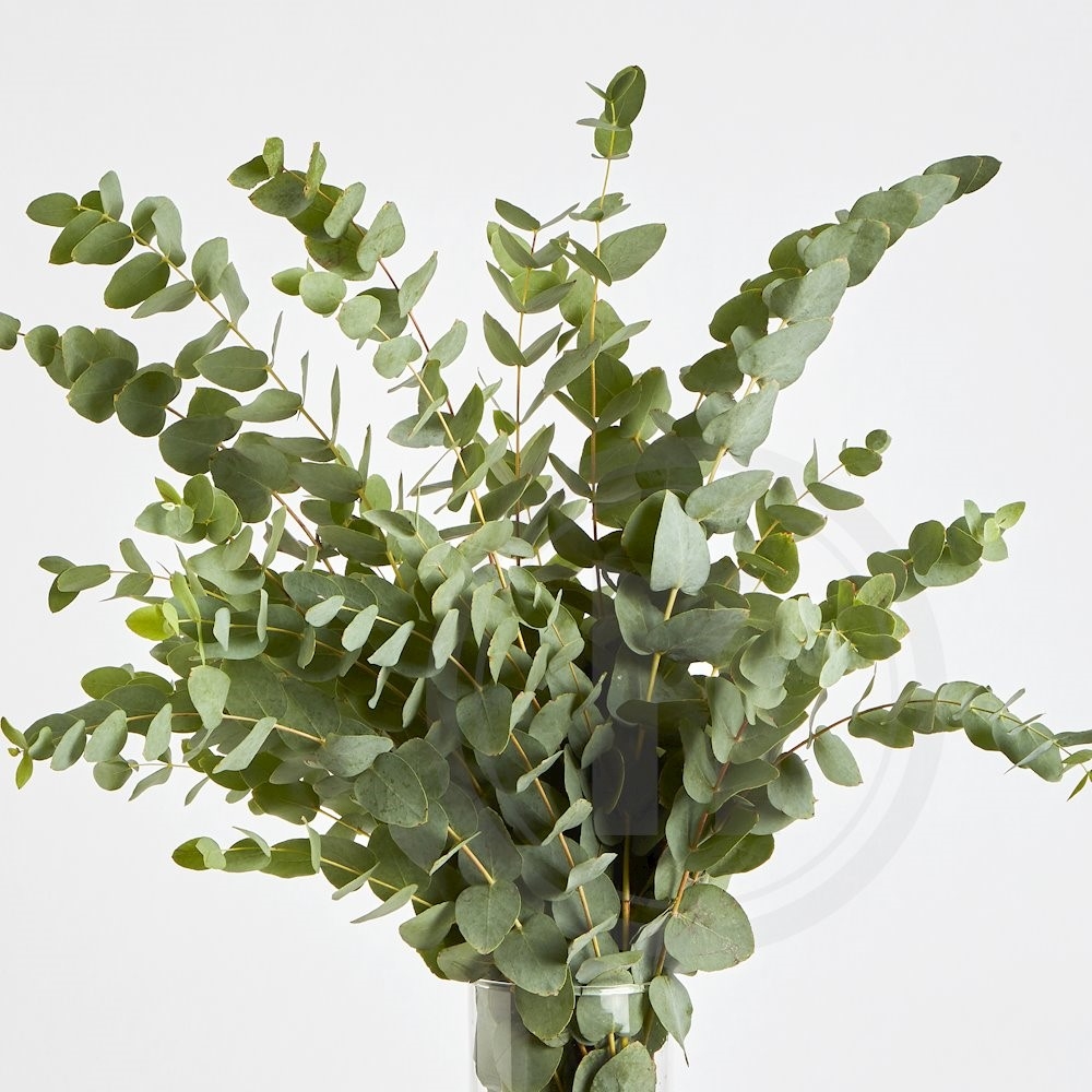 Eucalyptus Cinerea Silver Dollar 1 bdt.